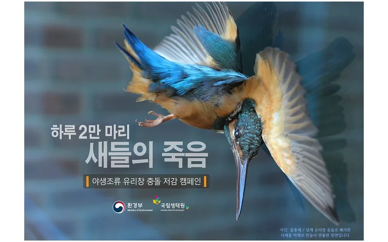 용인 청미천 야생조류 분변에서 H5N8형 조류인플루엔자 바이러스 검출, 환경부 예찰활동 강화
