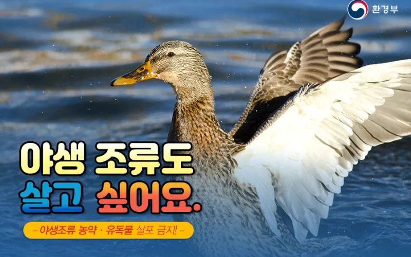 전북 군산 야생조류 분변에서 H5형 조류인플루엔자 항원 검출